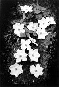 Ansel Adams: Dogwood Blossoms