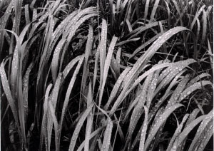 Ansel Adams: Grass in Rain